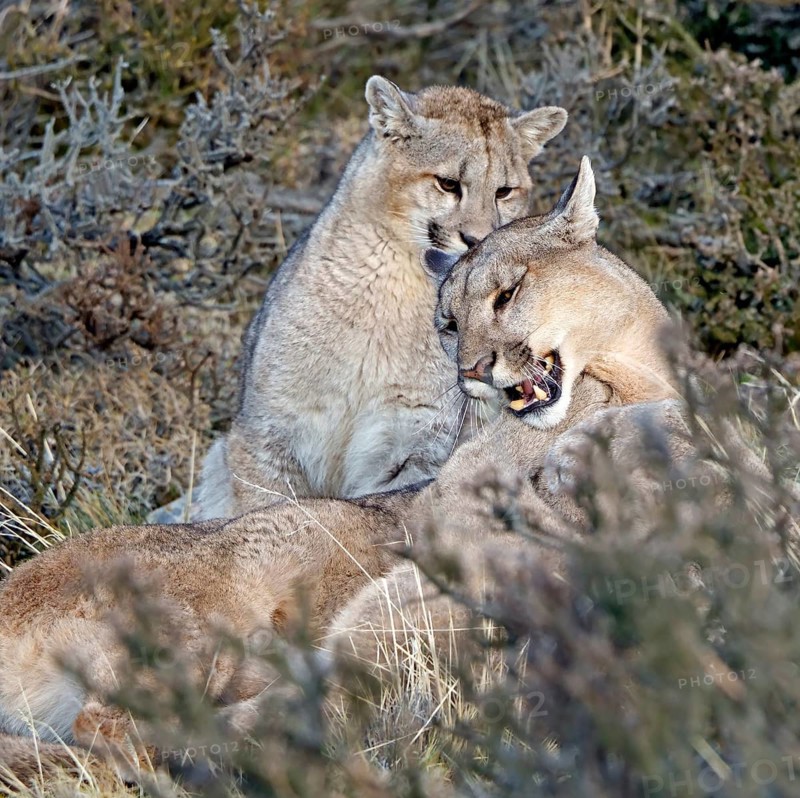 Cougar (Cougar concolor) female with young, Torres del Paine National Park, Chile, South America