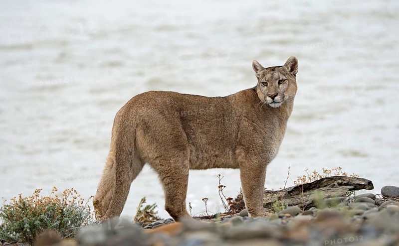 Cougar (Cougar concolor), Torres del Paine National Park, Chile, South America