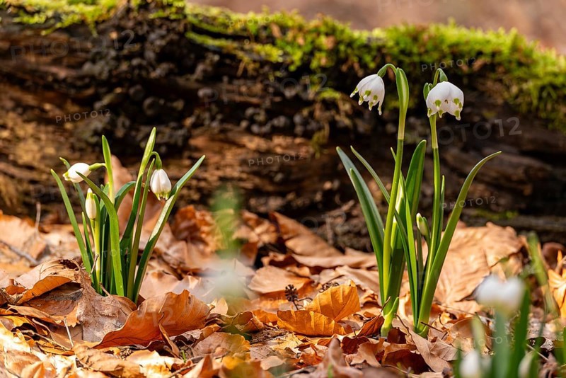 Close-up of spring knotweed (Leucojum vernum) in the forest, also known as marzenbecher, in picturesque evening light at flowering time in spring, Schweineberg nature reserve, Hameln, Lower Saxony, Germany