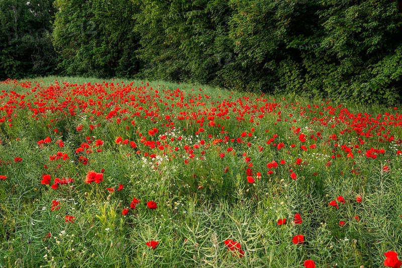 Field with red flowering poppies (Papaver rhoeas) in front of a green forest, Lower Saxony, Germany