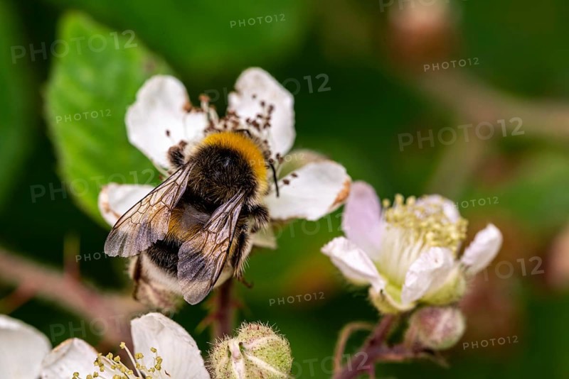 Close-up of a Large earth bumblebee (Bombus terrestris) on pink flowering Hemp agrimony (Eupatorium cannabinum), Germany