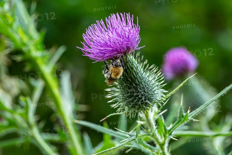 Field bumblebee (Bombus pascuorum) on a thistle (Cirsium), Germany