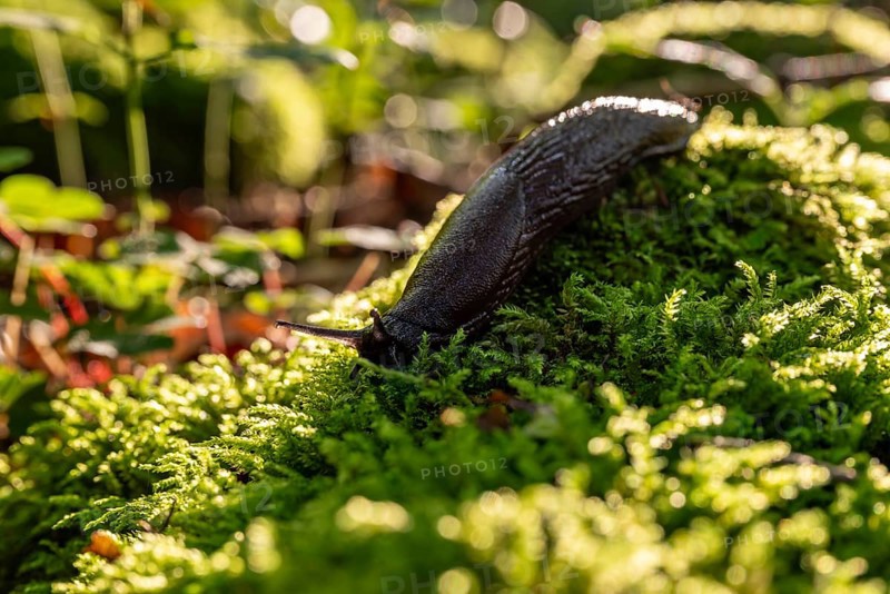 Close-up of a dark brown nudibranch or slug (Arionidae) crawling over green moss on the forest floor, Lower Saxony, Germany