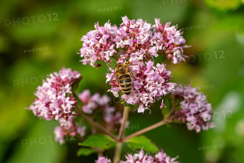 Close-up of a Western honeybee (Apis mellifera) on pink flowering Hemp agrimony (Eupatorium cannabinum), Germany