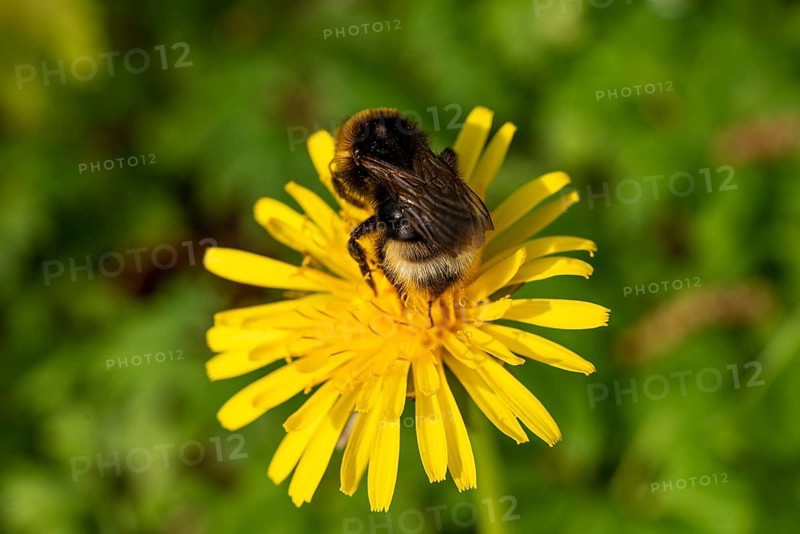 Close-up of a Large earth bumblebee (Bombus terrestris) on the yellow flower of a dandelion (Taraxacum), Germany