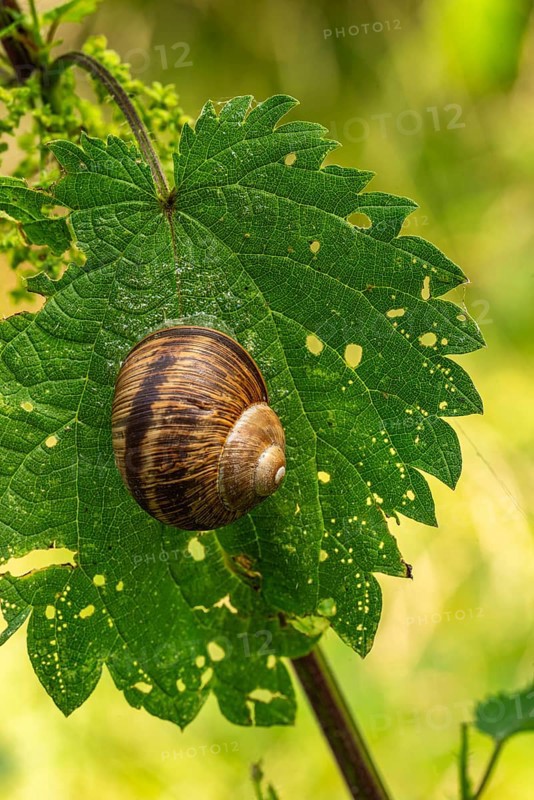 Close-up of a brown snail (Cepaea) on a gnawed leaf of a stinging nettle, Germany