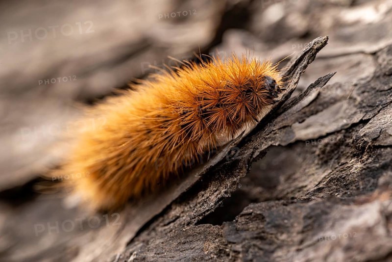 Close-up of the caterpillar of a butterfly (Garden tiger moth, Arctia caja), Germany