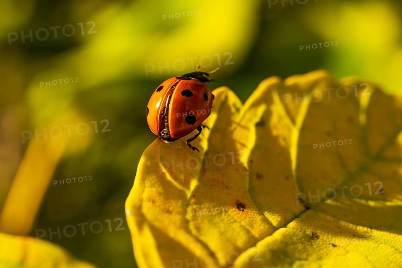 Close-up of a red ladybird (seven-spotted ladybird, Coccinella septempunctata) on an autumnal yellow leaf, Germany