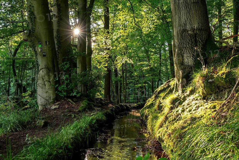 The sun shines on an idyllic hiking trail along the moat of the Schwalenberger Stadtwasser, lined with beech trees, Weg der Stille, Schieder-Schwalenberg, Teutoburg Forest, North Rhine-Westphalia, Germany