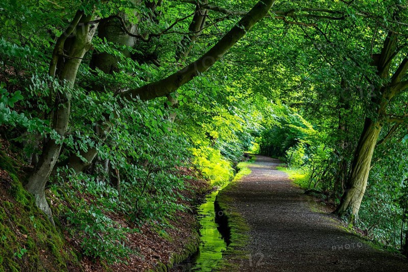 Idyllic hiking trail along the moat of the Schwalenberger Stadtwasser, lined with beech trees, Weg der Stille, Schieder-Schwalenberg, Teutoburg Forest, North Rhine-Westphalia, Germany