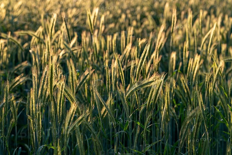 Full-format photograph of a rye field (Secale cereale) in atmospheric evening backlight, Germany