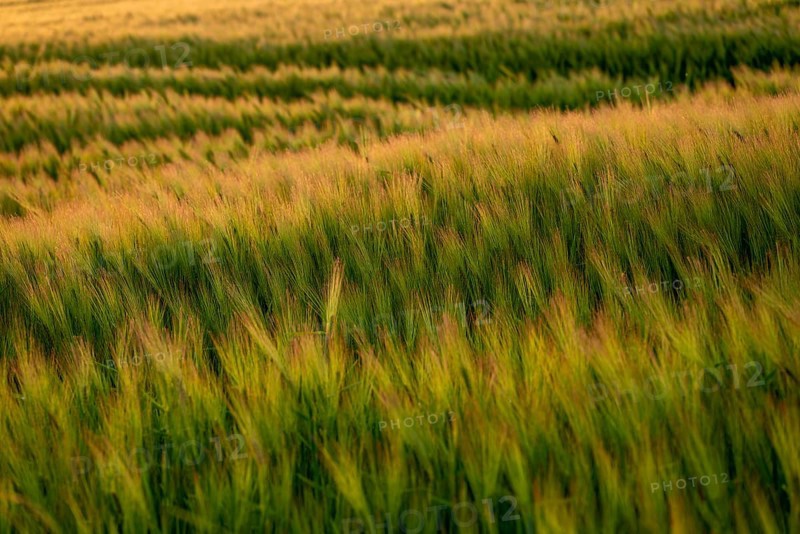 Full-format photograph of a barley field (Hordeum vulgare) in atmospheric evening backlight, Germany