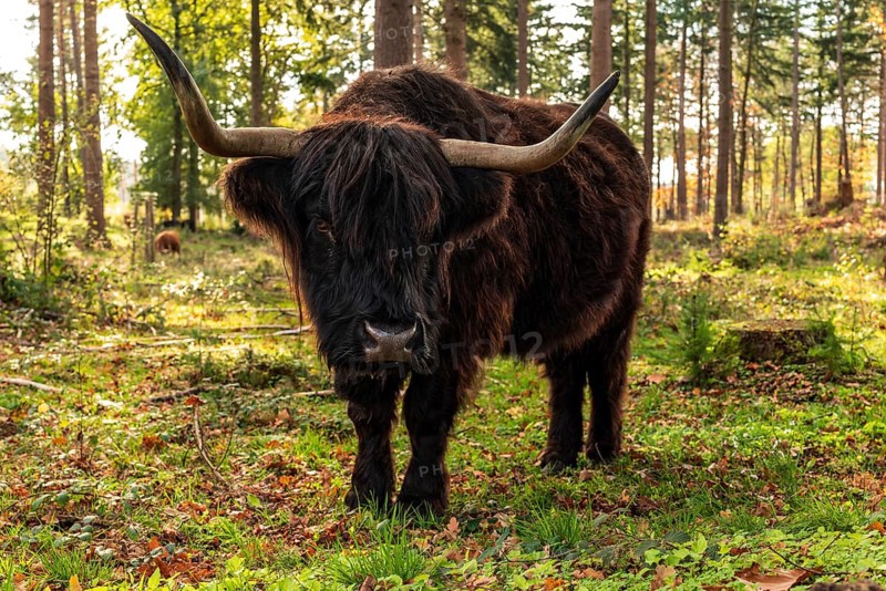 Highland cattle in a forest in the Wistinghauser Senne, Teutoburg Forest nature park Park, North Rhine-Westphalia, Germany