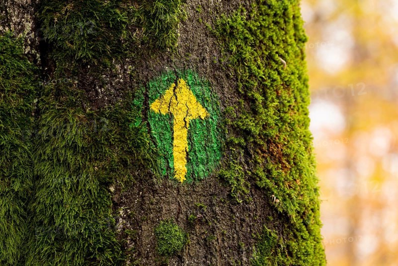 Hand-painted yellow arrow on a green circle on a moss-covered tree trunk as a marker for a hiking trail