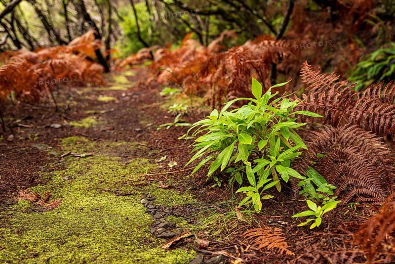 Moss-covered hiking trail along the Levada Velha do Rabaçal, lined with laurel trees, ferns and other tropical plants, Rabaçal nature reserve, Madeira, Portugal
