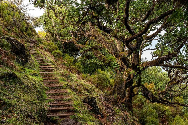 Moss-covered steps on a hiking trail in the mystical laurel forest of Fanal, lined with ancient laurel trees, protected area and UNESCO World Heritage Site Laurisilva, Madeira, Portugal