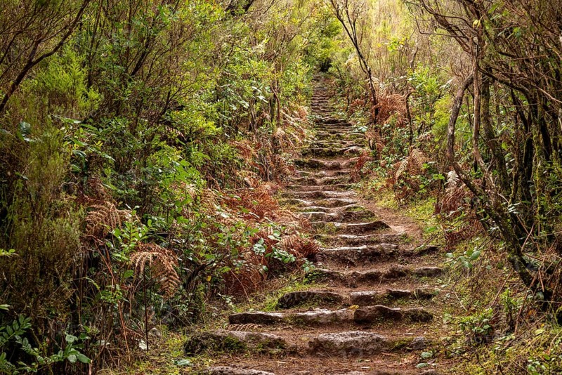 Winding, moss-covered stone steps on a hiking trail near Fanal, lined with primeval vegetation, Laurisilva nature reserve and UNESCO World Heritage Site, Madeira, Portugal
