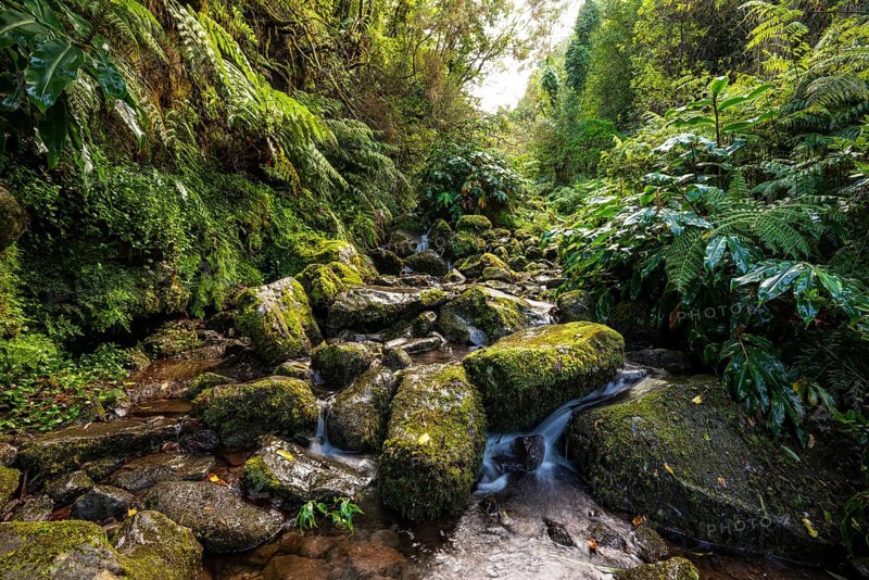 A stream flows through a mystical valley with primeval vegetation over moss-covered and fern-covered rocks, Levada da Achada Grande, Boaventura, Madeira, Portugal