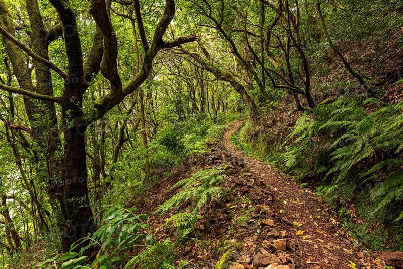 Hiking trail along the Levada do Moinho, lined by primeval forest with laurel trees, ferns and other tropical plants, Laurisilva laurel forest, Madeira, Portugal