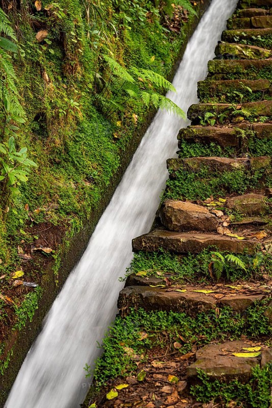Moss-covered steps on a hiking trail along the Levada do Moinho, lined with primeval forest with ferns and other tropical plants, Laurisilva laurel forest, Madeira, Portugal