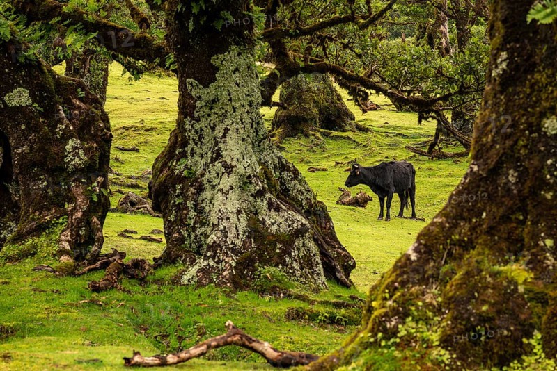 View of a grazing cow through the unspoilt laurel trees in the magical, mystical laurel forest of Fanal, Laurisilva Protected Area and UNESCO World Heritage Site, Madeira, Portugal