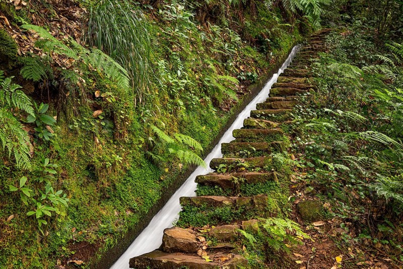 Moss-covered steps on a hiking trail along the Levada do Moinho, lined with primeval forest with ferns and other tropical plants, Laurisilva laurel forest, Madeira, Portugal
