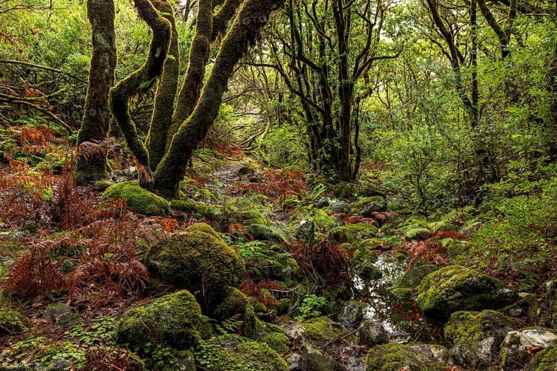 Primeval forest with moss-covered stones and laurel trees, ferns and other tropical plants, Rabaçal nature reserve, Madeira, Portugal