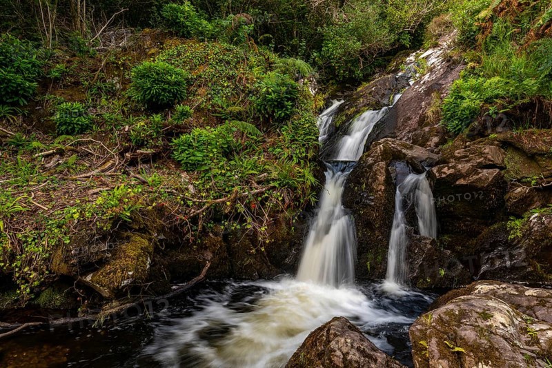 Small waterfall surrounded by lush vegetation in a mystical forest on the Derrynane Loop Walk, Derrynane National Park, Iveragh Peninsula, County Kerry, Ireland