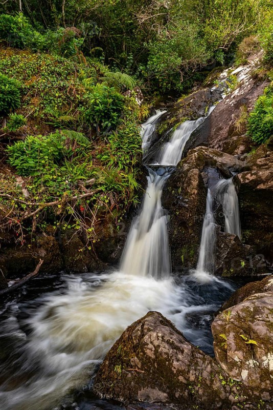 Small waterfall surrounded by lush vegetation in a mystical forest on the Derrynane Loop Walking Trail, Derrynane National Park, Iveragh Peninsula, County Kerry, Ireland