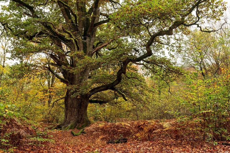 Trunk of the monumental black oak (Quercus robur) in an autumn scene in the Sababurg primeval forest, Reinhardswald nature park Park, Hesse, Germany