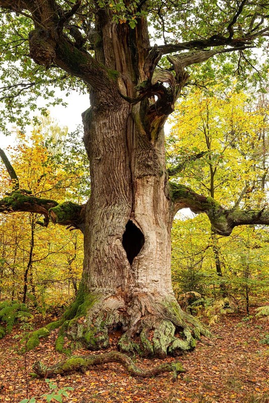 Trunk of the monumental English oak (Quercus robur) in an autumn scene in the Sababurg primeval forest, Reinhardswald nature park Park, Hesse, Germany