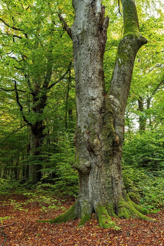 Trunk of a monumental copper beech (Fagus sylvatica) in a primeval forest, Reinhardswald nature park Park, Hesse, Germany