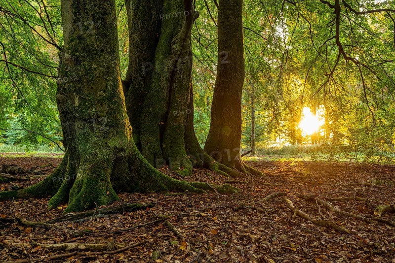 The evening sun shines on the moss-covered trunks of ancient beech trees in a deciduous forest, Reinhardswald nature park Park, Hesse, Germany
