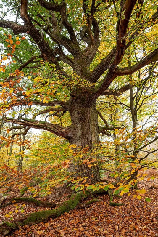 Trunk of a monumental English oak (Quercus robur) in an autumn scene in the Sababurg primeval forest, Reinhardswald nature park Park, Hesse, Germany