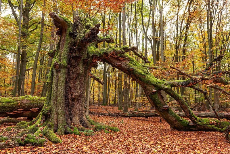 Autumnal forest scene with a trunk of an ancient, dead and bent tree covered with moss and tree fungi at the Sababurg primeval forest, Reinhardswald nature park Park, Hesse, Germany