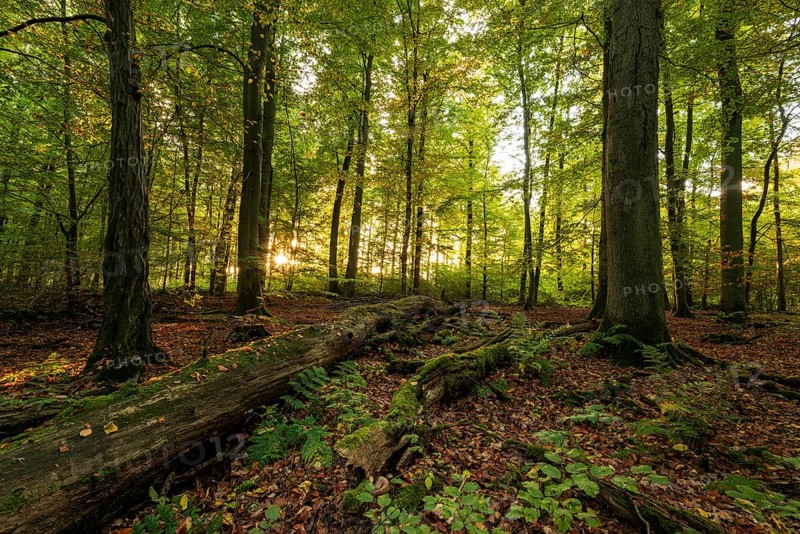 The morning sun shines into a primeval deciduous forest with moss-covered deadwood on the ground, Reinhardswald nature park Park, Hesse, Germany