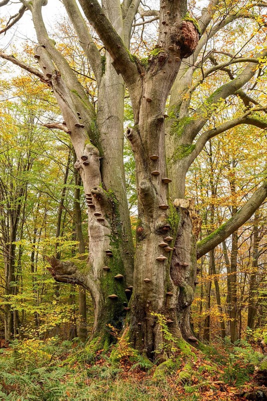 Dead beech (European beech, Fagus sylvatica) with countless tree fungi on the trunk, autumnal forest landscape in the Sababurg primeval forest, Reinhardswald nature park Park, Hesse, Germany