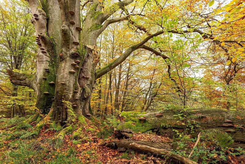 Dead beech (European beech, Fagus sylvatica) with countless tree fungi on the trunk, autumnal forest landscape in the Sababurg primeval forest, Reinhardswald nature park Park, Hesse, Germany