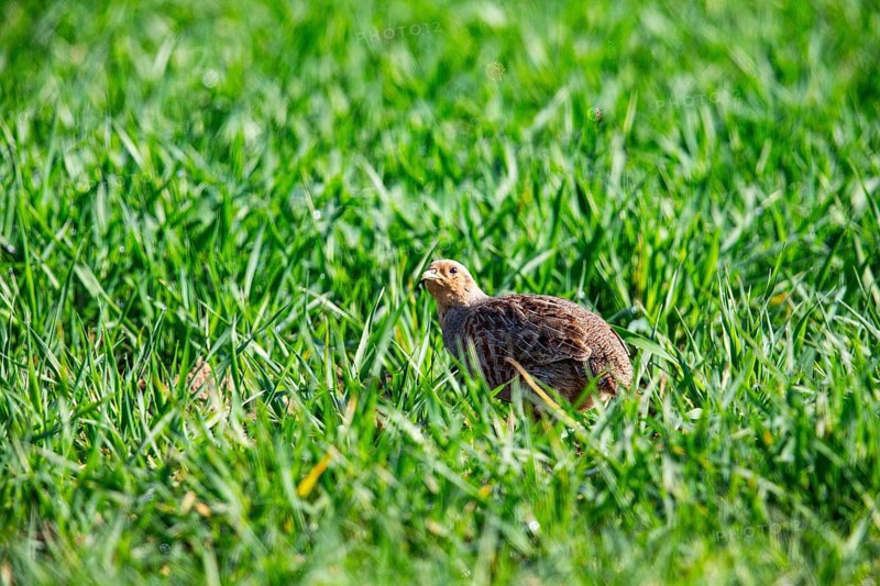 Grey partridge (Perdix perdix) Germany