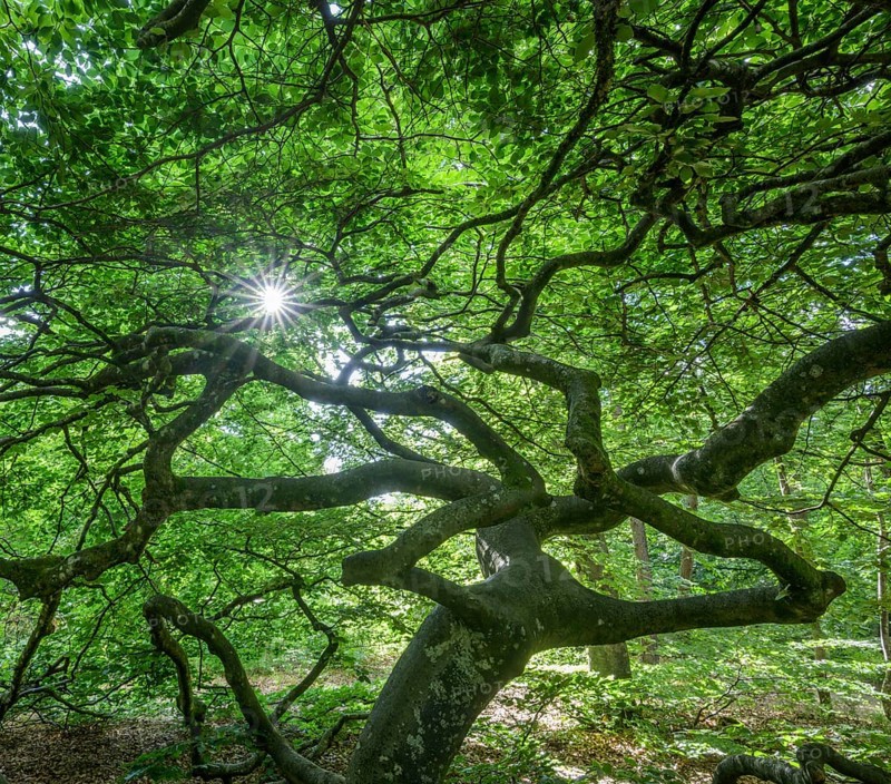 Faux de Verzy beech forest, Verzy, Marne, France