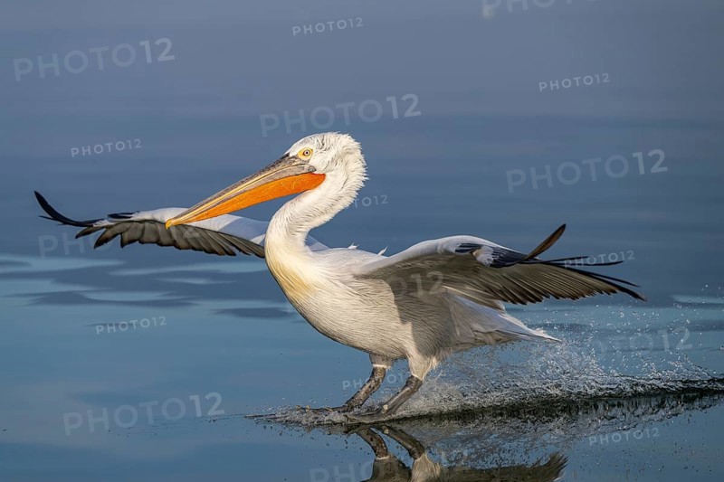Dalmatian Pelican (Pelecanus crispus), Dalmatian Pelican, landing, long exposure, Lake Kerkini, Greece