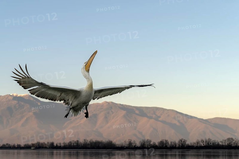 Dalmatian Pelican (Pelecanus crispus), Dalmatian Pelican, flying, Lake Kerkini, Greece