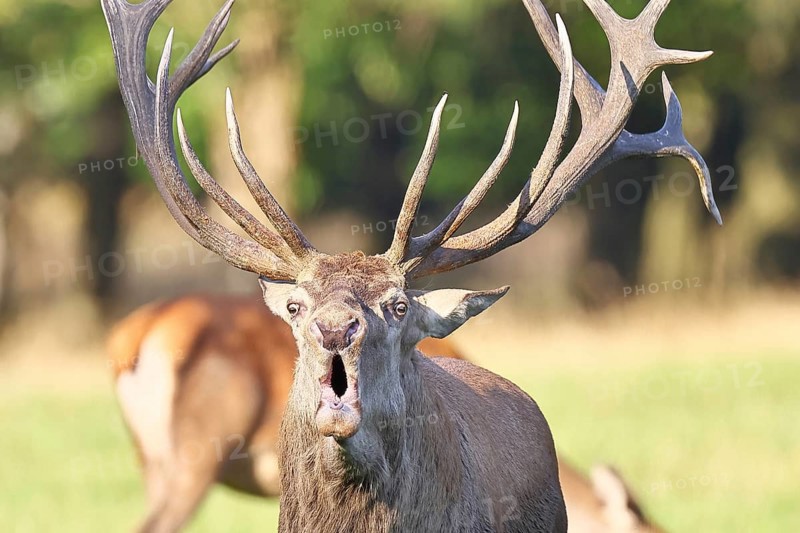 Red deer (Cervus elaphus) during the rutting season, a large stag roaring in a forest clearing, animal portrait, wildlife, autumn, Sauerland, North Rhine-Westphalia, Germany