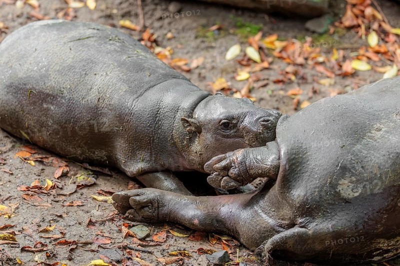 A female pygmy hippopotamus (Choeropsis liberiensis) nurses its calf. Liberia, West-Afrika