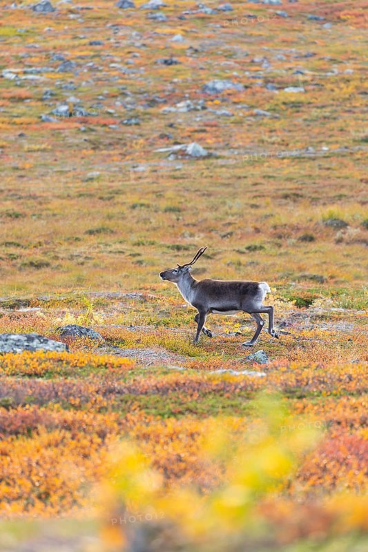 Reindeer at Abisko National Park in the colourful autumn of Lapland below Lapporten, Cuonjávággi