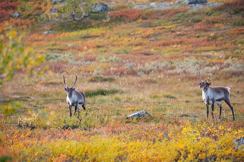 Reindeer herd at Abisko National Park in the colourful autumn of Lapland below Lapporten, Cuonjávággi