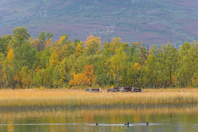 Reindeer at Abisko National Park in autumnal Lapland crossing a marshland by the lake