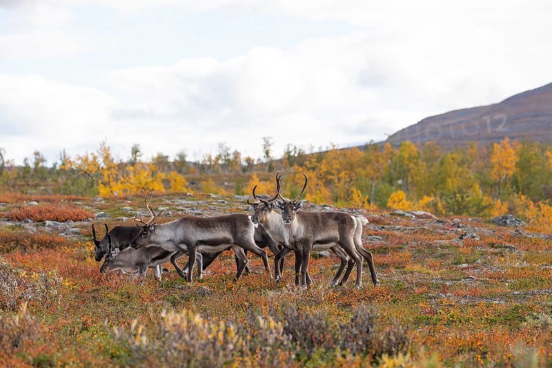 Reindeer herd at Abisko National Park in the colourful autumn of Lapland below Lapporten, Cuonjávággi