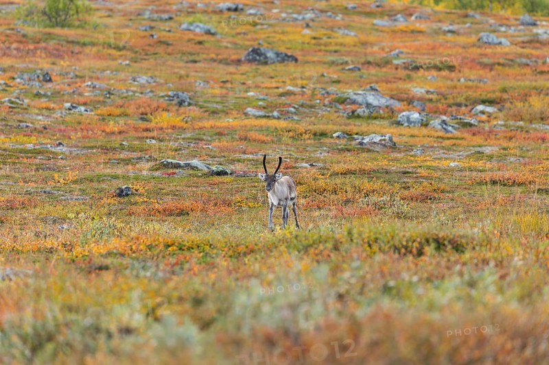 Reindeer at Abisko National Park in the colourful autumn of Lapland below Lapporten, Cuonjávággi
