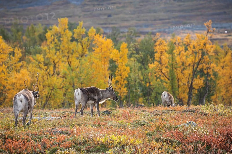 Reindeer herd at Abisko National Park in the colourful autumn of Lapland below Lapporten, Cuonjávággi